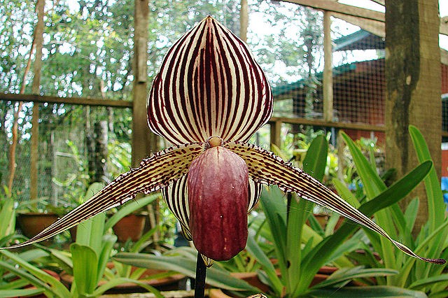 Orquídea Ouro de Kinabalu