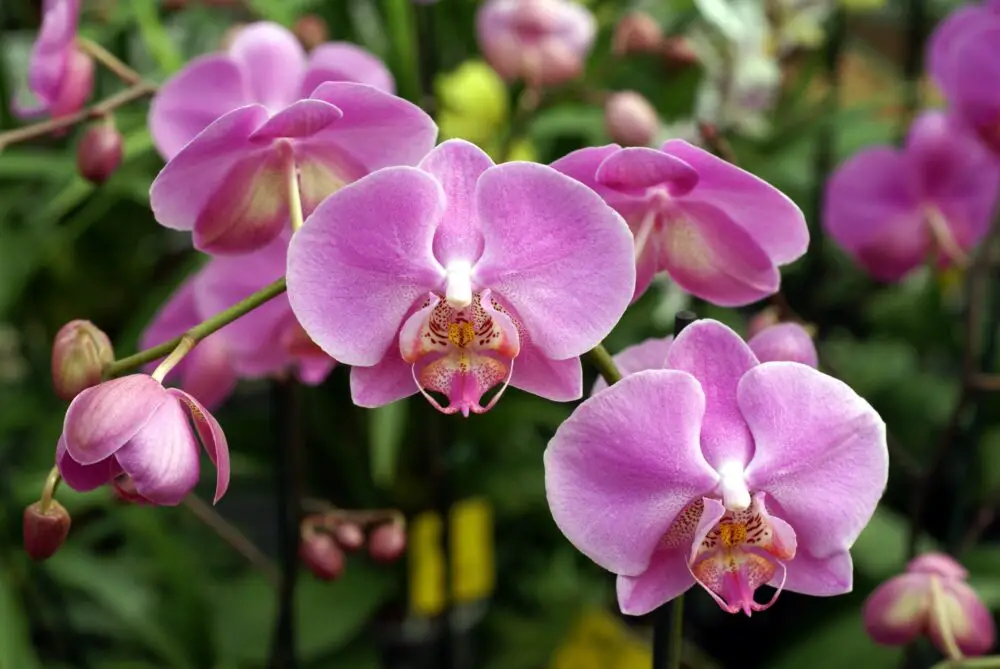 Orquídeas Lilás 