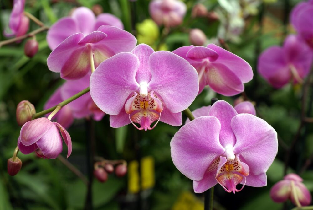 Orquídeas Lilás