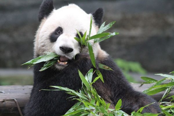 Panda Comendo Vegetal 