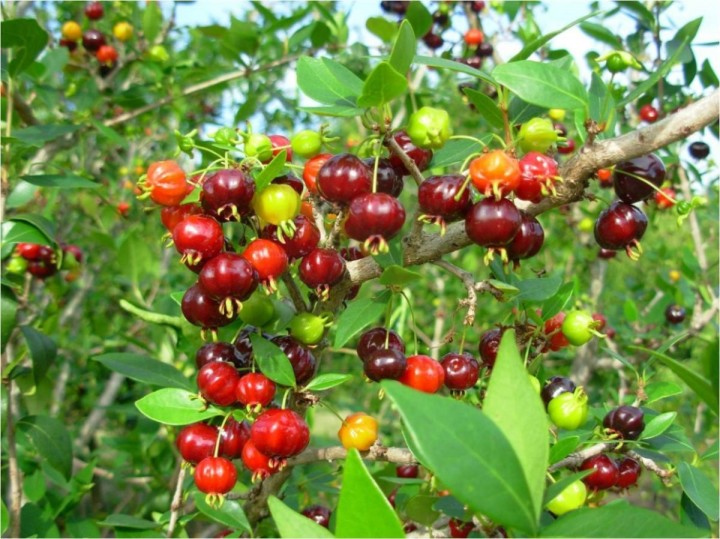 Pitangueira
