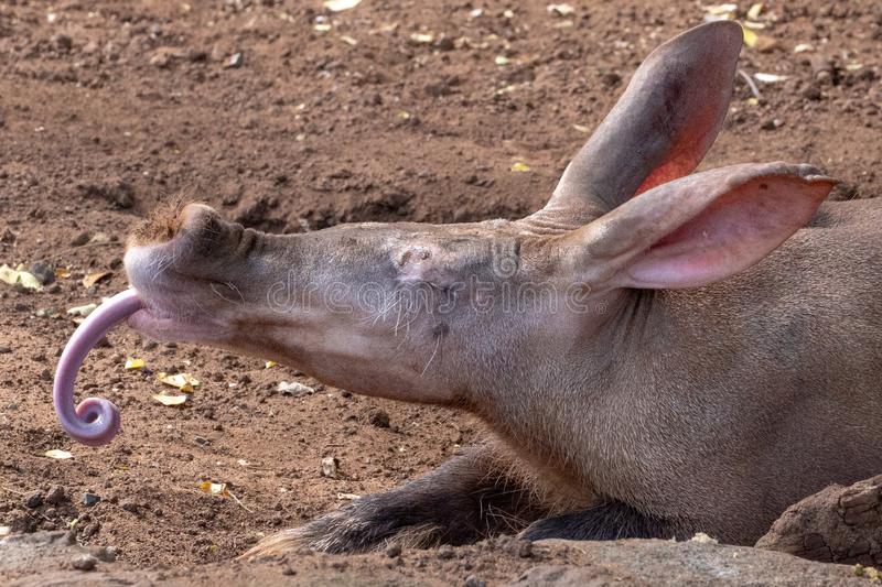 Porco da Terra Comendo 