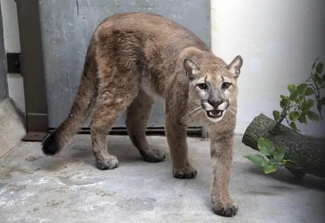 Puma Resgatada 