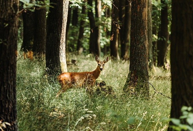 Rena na Natureza 