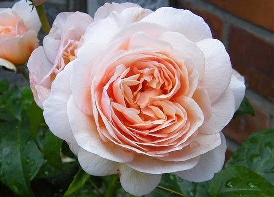 Rosa ‘Juliet’ 