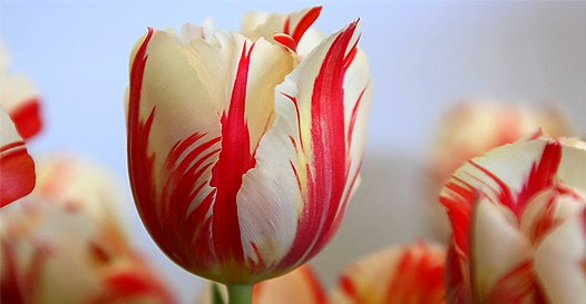 Tulipa Semper Augustus