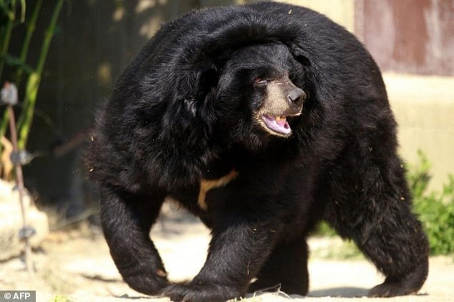 Face do Urso Negro Americano