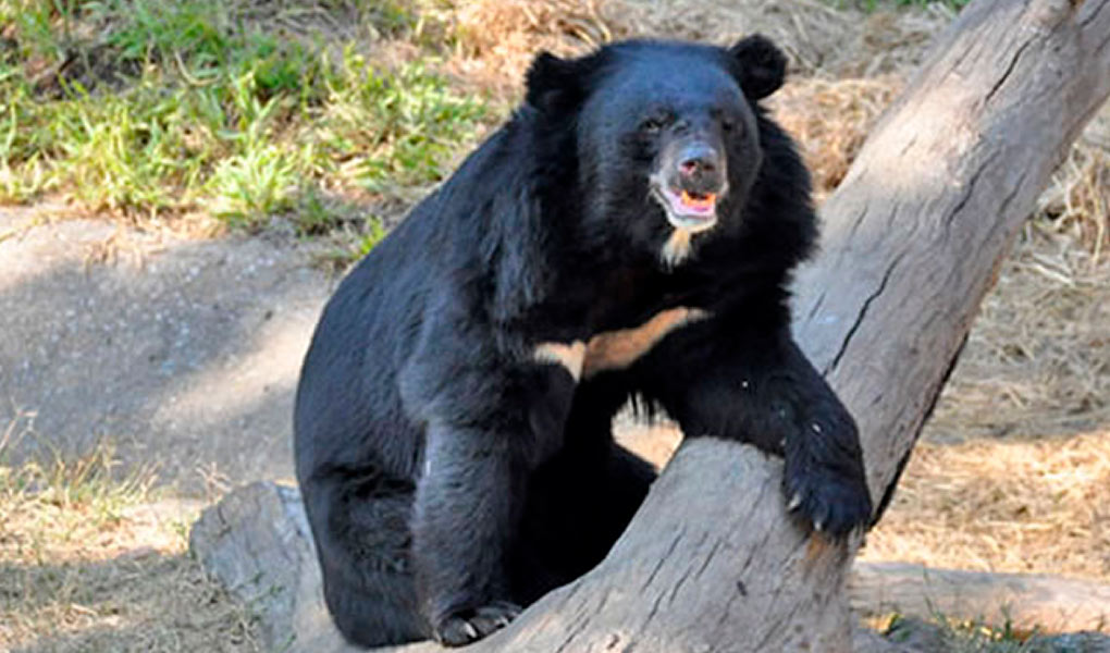 Urso Negro Asiático no Tronco