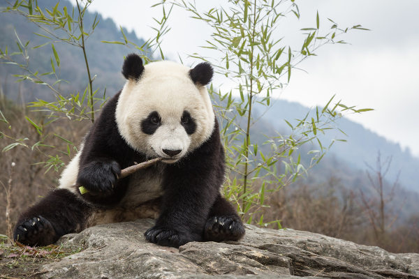 Urso Panda Comendo Planta