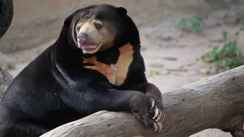 Urso do Sol no Tronco