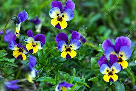 Viola Tricolor Azul e Amarela 