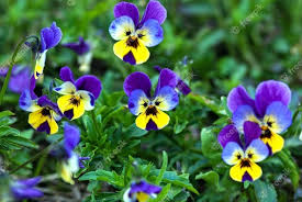 Viola Tricolor Azul e Amarela