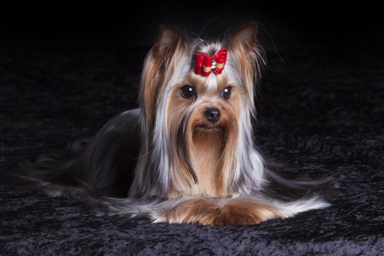 Yorkshire Terrier