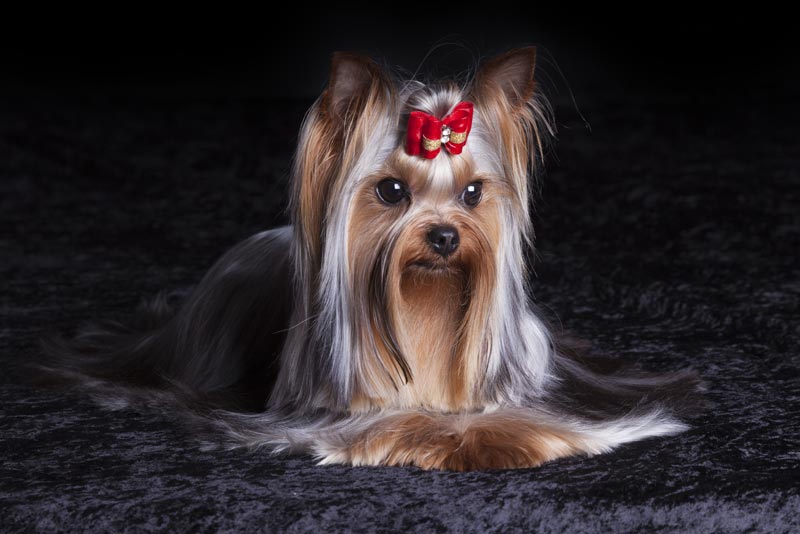  Yorkshire Terrier 