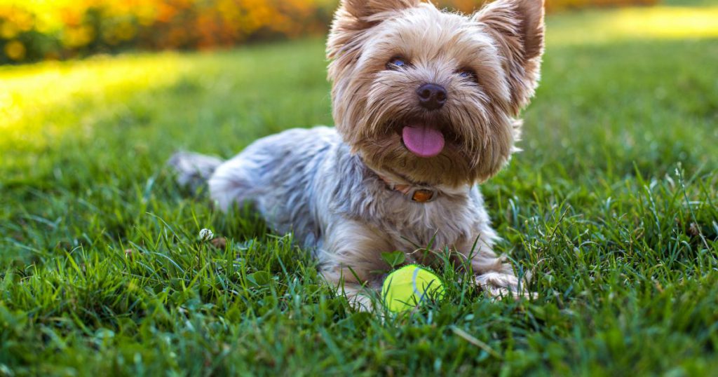 Yorkshire Terrier