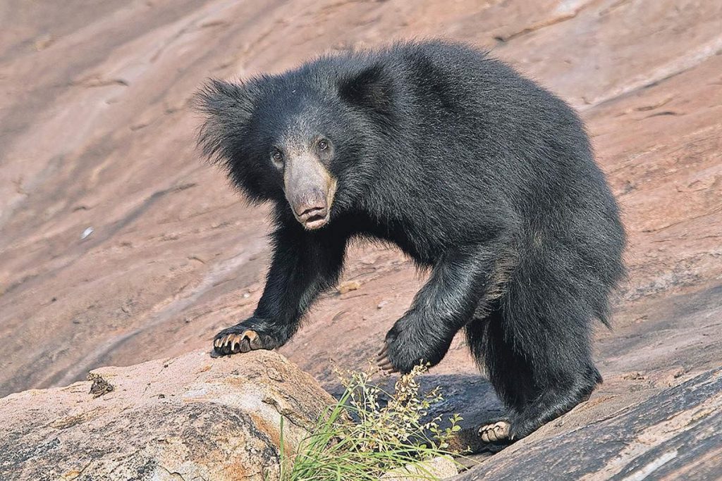 Urso Beiçudo na Natureza 