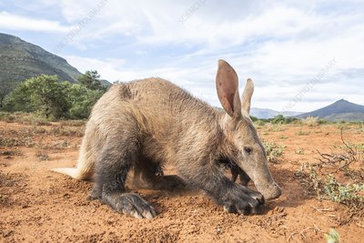 Porco da Terra na Natureza 