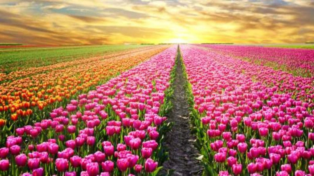 Jardim de Tulipas Coloridas