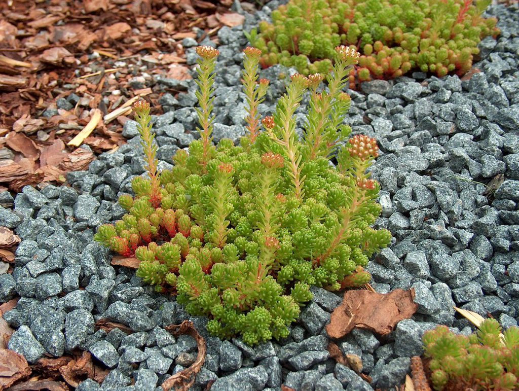 Sedum 