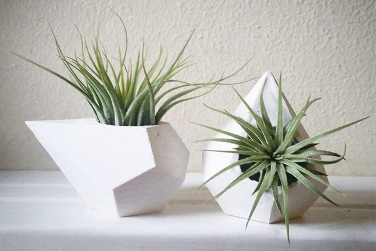 Air Plant