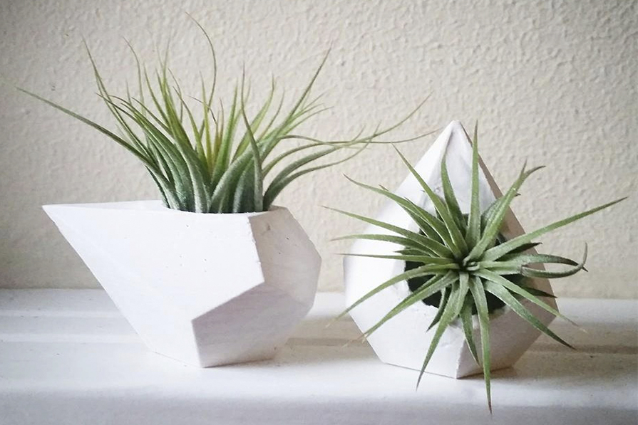 Air Plant