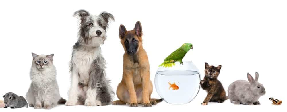 Animais de Estimação que Não Dão Trabalho