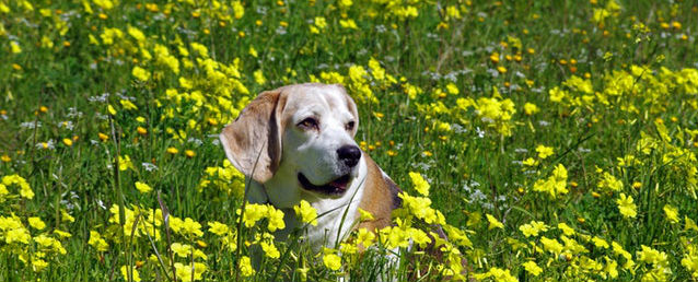 Animais e Plantas 