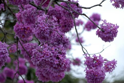 Arvore Ipê Roxo