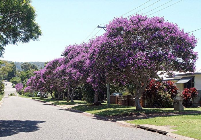 Avenida com Quaresmeira 