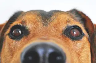 Cachorro Curioso