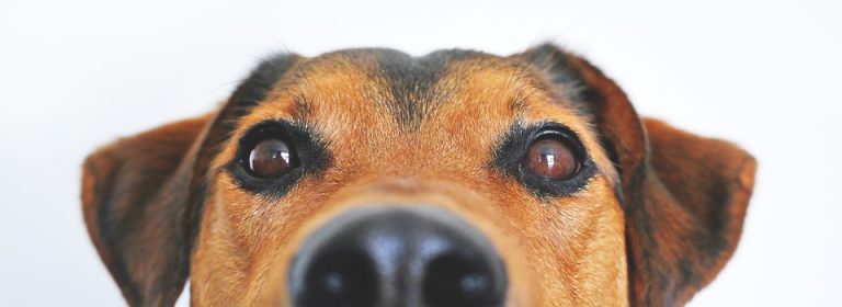 Cachorro Curioso