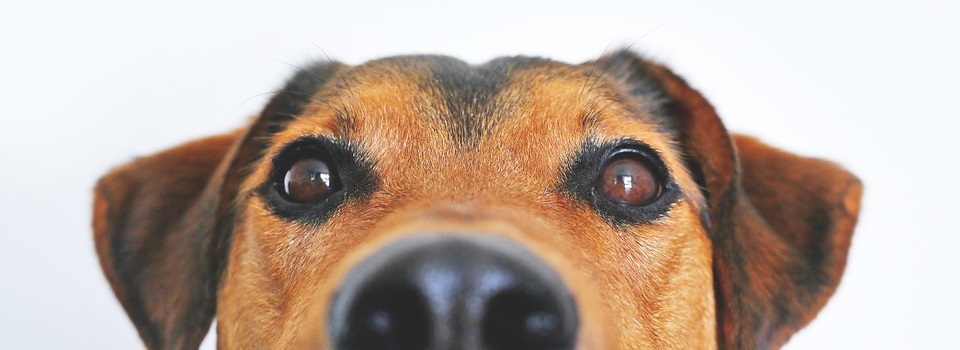 Quais Animais São Curiosos?