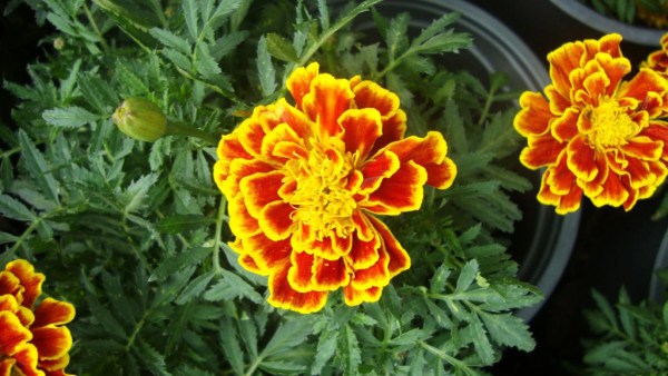Cravo Amarelo
