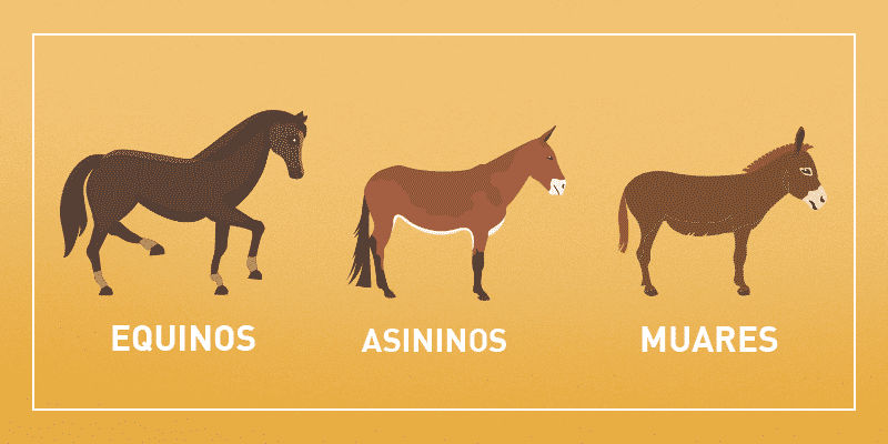 Diferenças entre o Asno, o Jegue, a Mula e o Jumento 