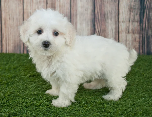 Filhote Maltipoo