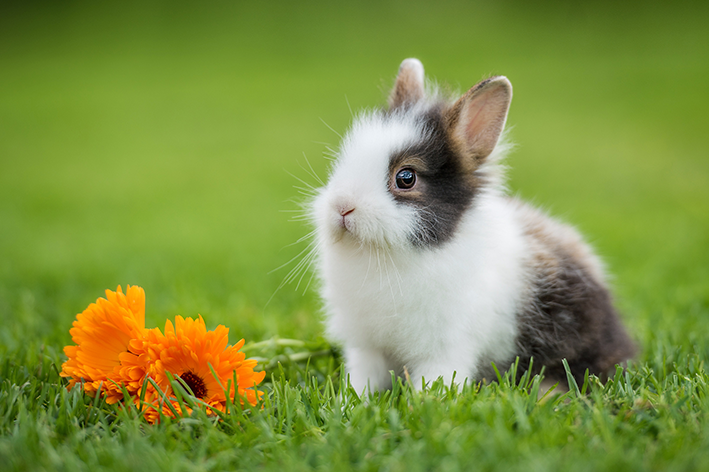 Quais São os Cuidados que Devemos Ter com os Coelhos?
