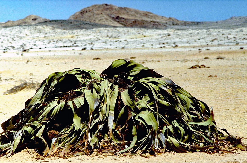 Flor Welwitschia