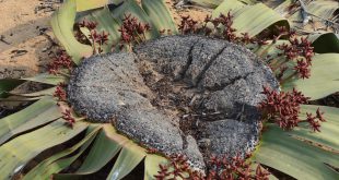 Flor Welwitschia