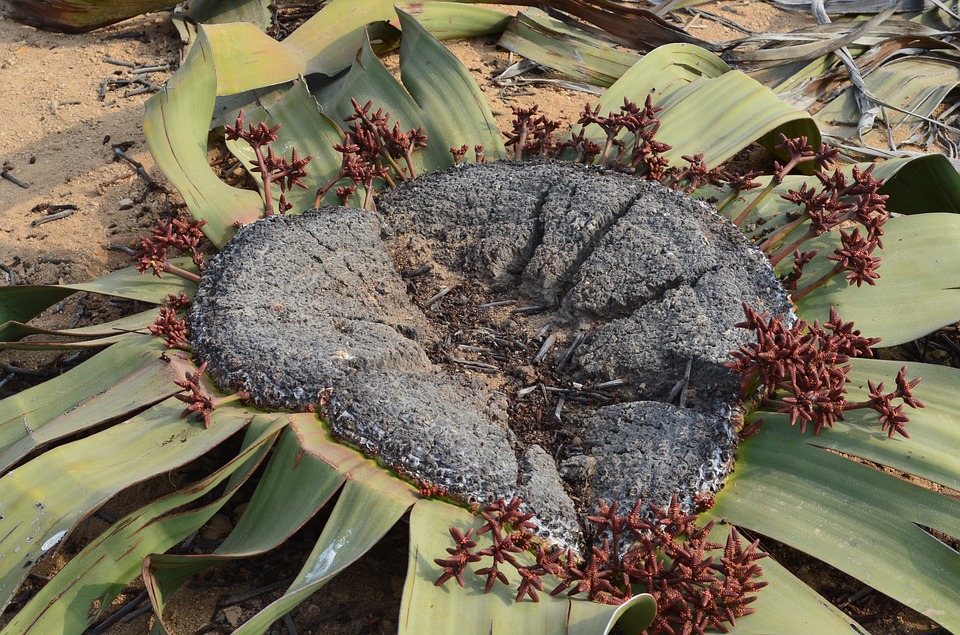 Flor Welwitschia 