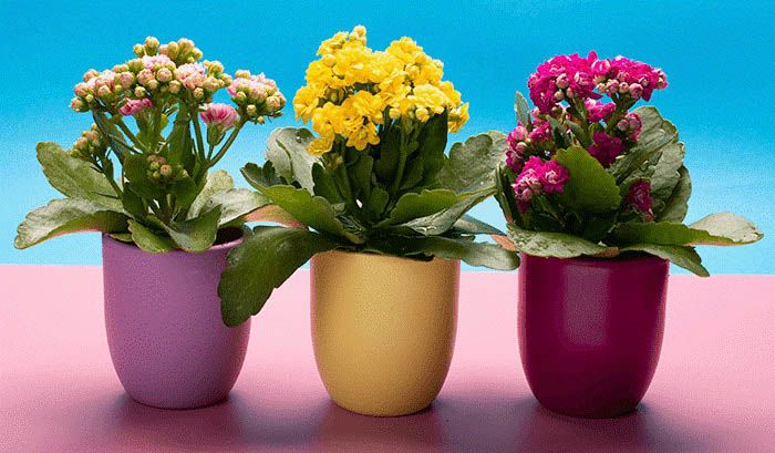 Flor da Fortuna em Vaso