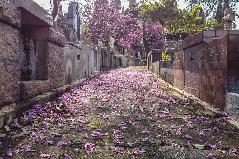 Flores de Ipê Roxo no Chão 