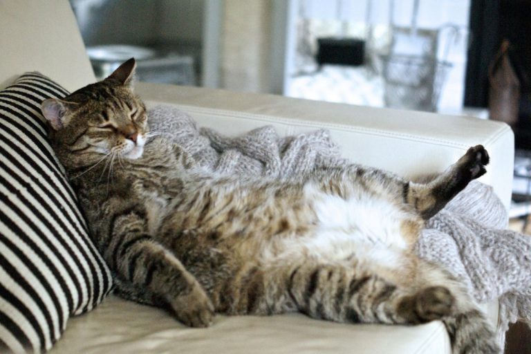 Gato Dormindo de Barriga Pra Cima
