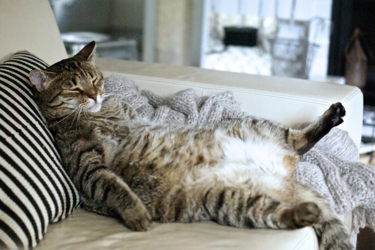 Qual é a Raça de Gato Mais Dócil?
