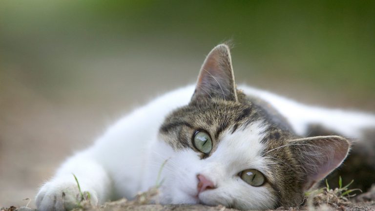 Gato Fofo