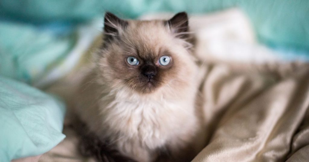 Gato Himalaia