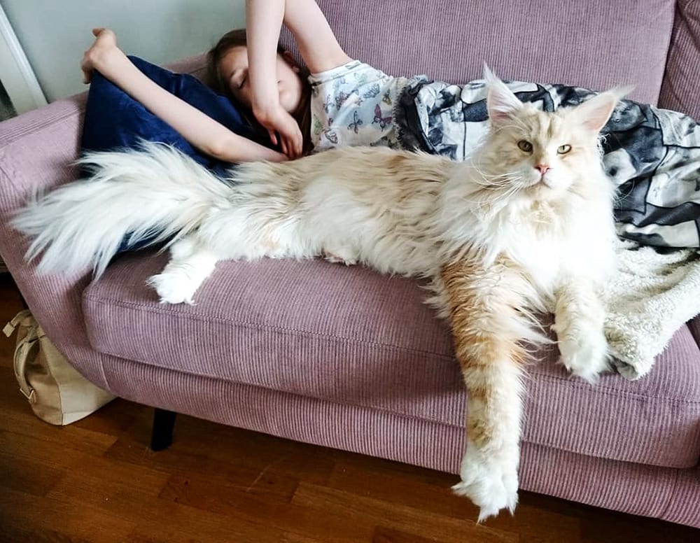 Gato Maine Coon no Sofá