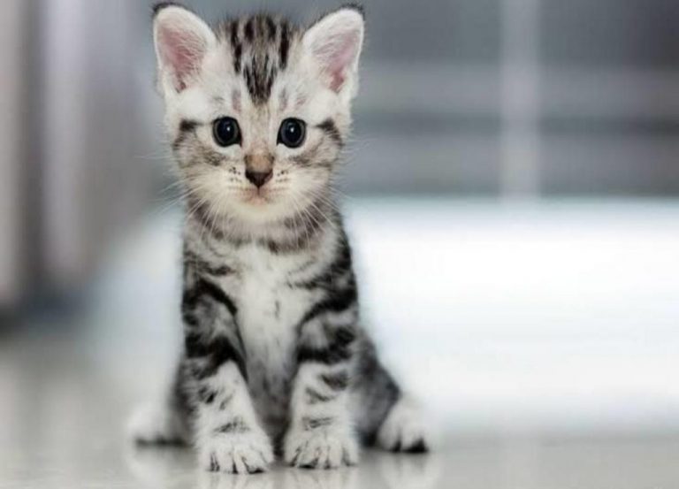 Gato Mini