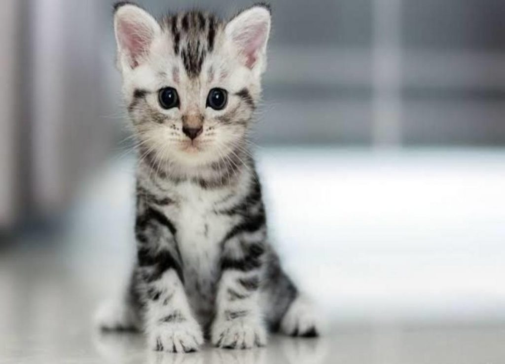 Gato Mini