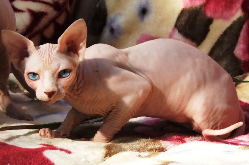 Gato Pelado Canadense