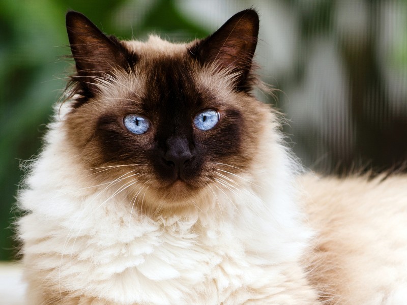Gato Persa Himalaio Ponta Vermelha